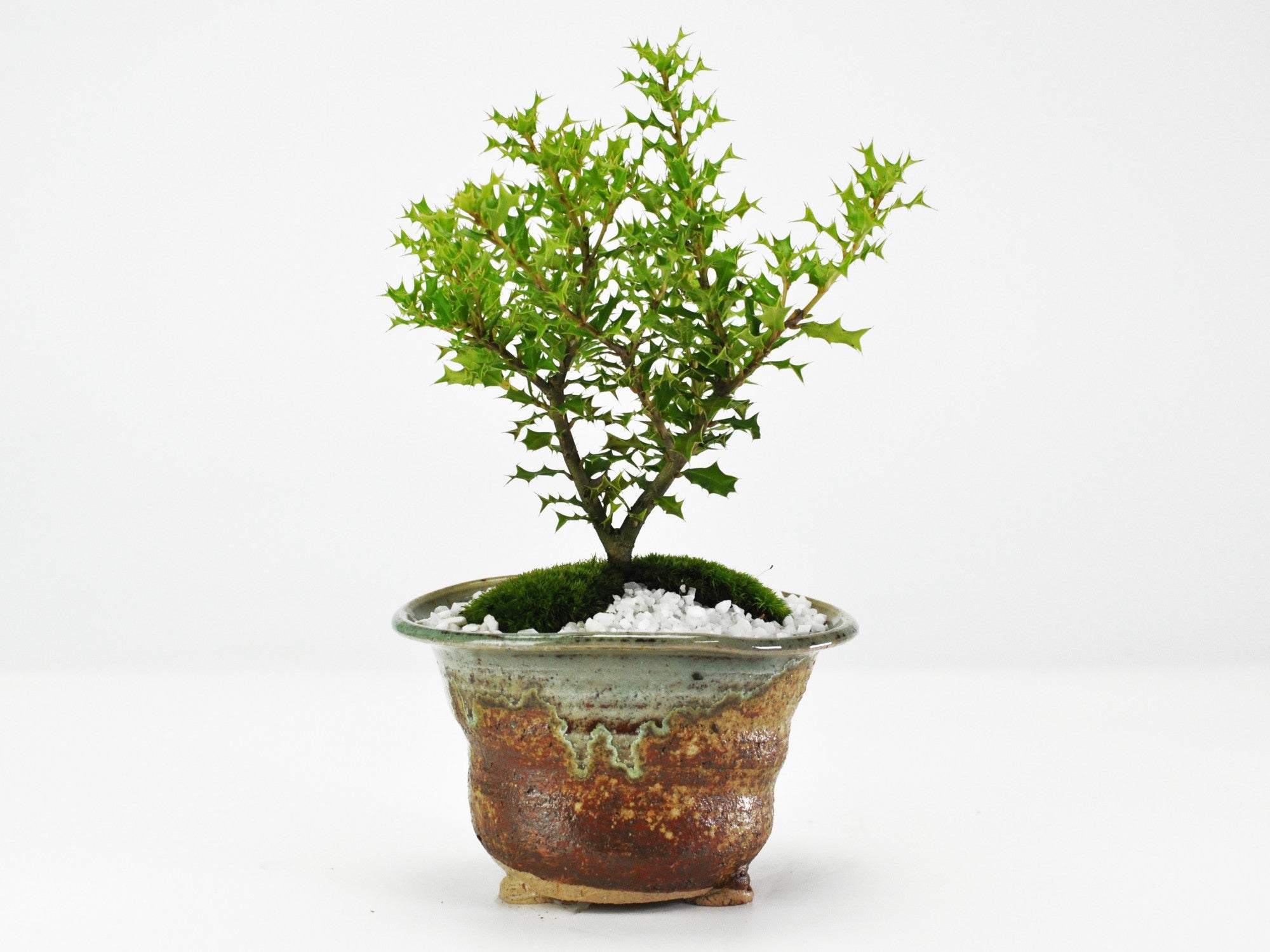 姫ヒイラギの盆栽 信楽焼南蛮鉢の盆栽の販売｜盆栽妙 – 盆栽妙 本店