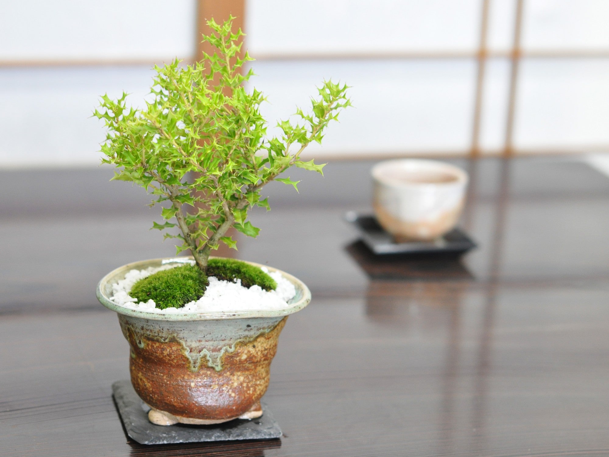 姫ヒイラギの盆栽 信楽焼南蛮鉢の盆栽の販売｜盆栽妙 – 盆栽妙 本店
