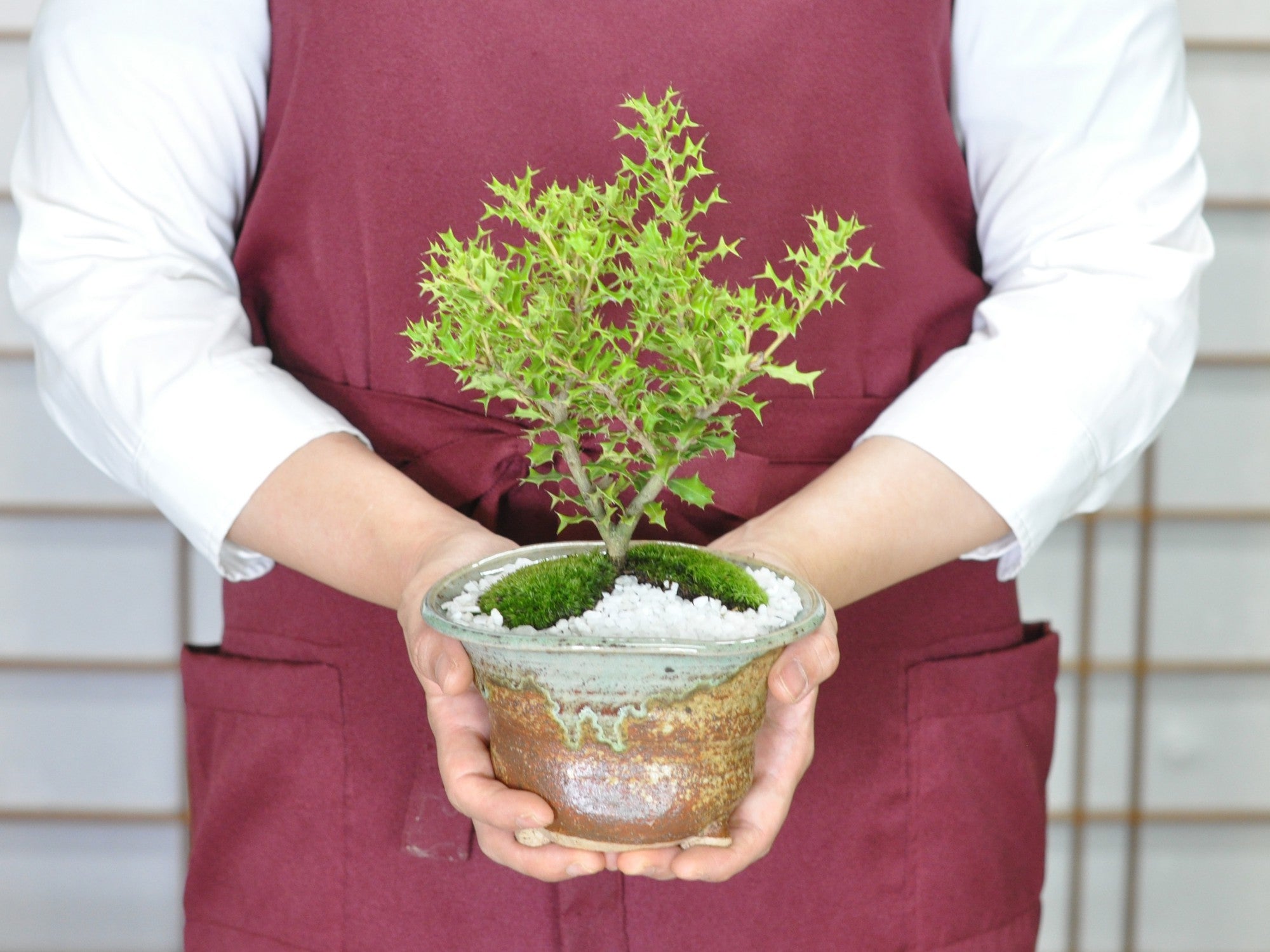 姫ヒイラギの盆栽 信楽焼南蛮鉢の盆栽の販売｜盆栽妙 – 盆栽妙 本店