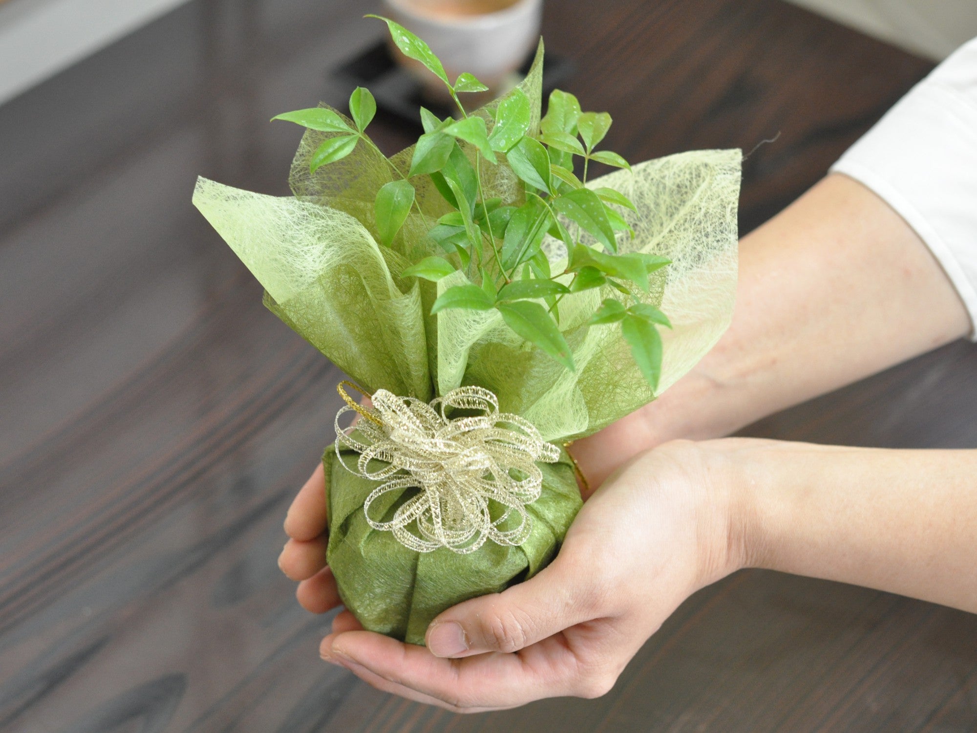 盆栽 ミニ南天寸景 六角鉢の盆栽の販売｜盆栽妙 – 盆栽妙 本店