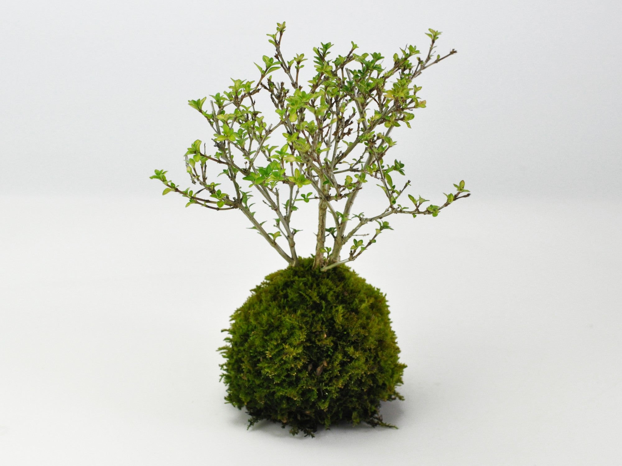 フラット 様専用≪今から咲きます！≫沈丁花　苔玉　苔盆栽　盆栽 苔が主役の苔盆栽 　古都の趣ある神社の風景 信楽焼平鉢 三波石を添えた小さな庭園ホソバオキナゴケ ヤマゴケ 小さな空間で雄大な景色を　苔テラリウム　 コケテラリウム | みどり屋　和草　店