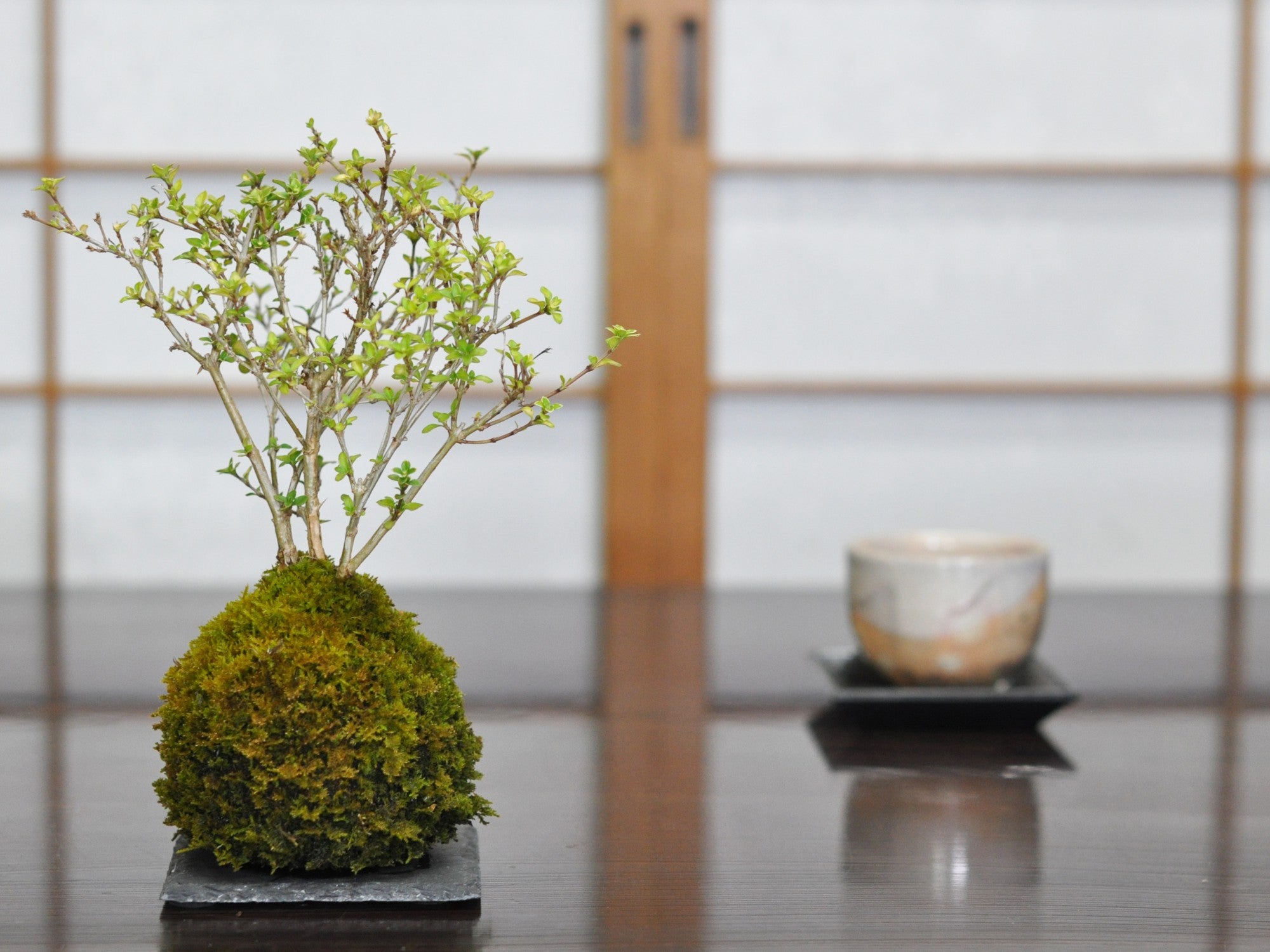 香丁木の苔玉の盆栽の販売｜盆栽妙 – 盆栽妙 本店