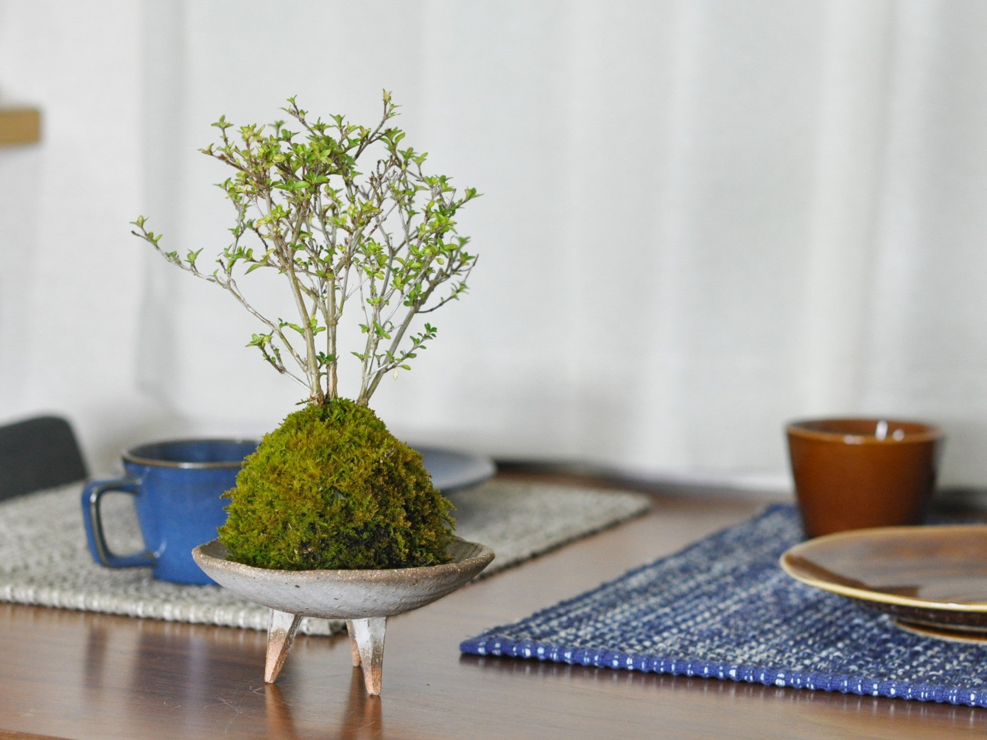 フラット 様専用≪今から咲きます！≫沈丁花　苔玉　苔盆栽　盆栽 苔が主役の苔盆栽 　古都の趣ある神社の風景 信楽焼平鉢 三波石を添えた小さな庭園ホソバオキナゴケ ヤマゴケ 小さな空間で雄大な景色を　苔テラリウム　 コケテラリウム | みどり屋　和草　店