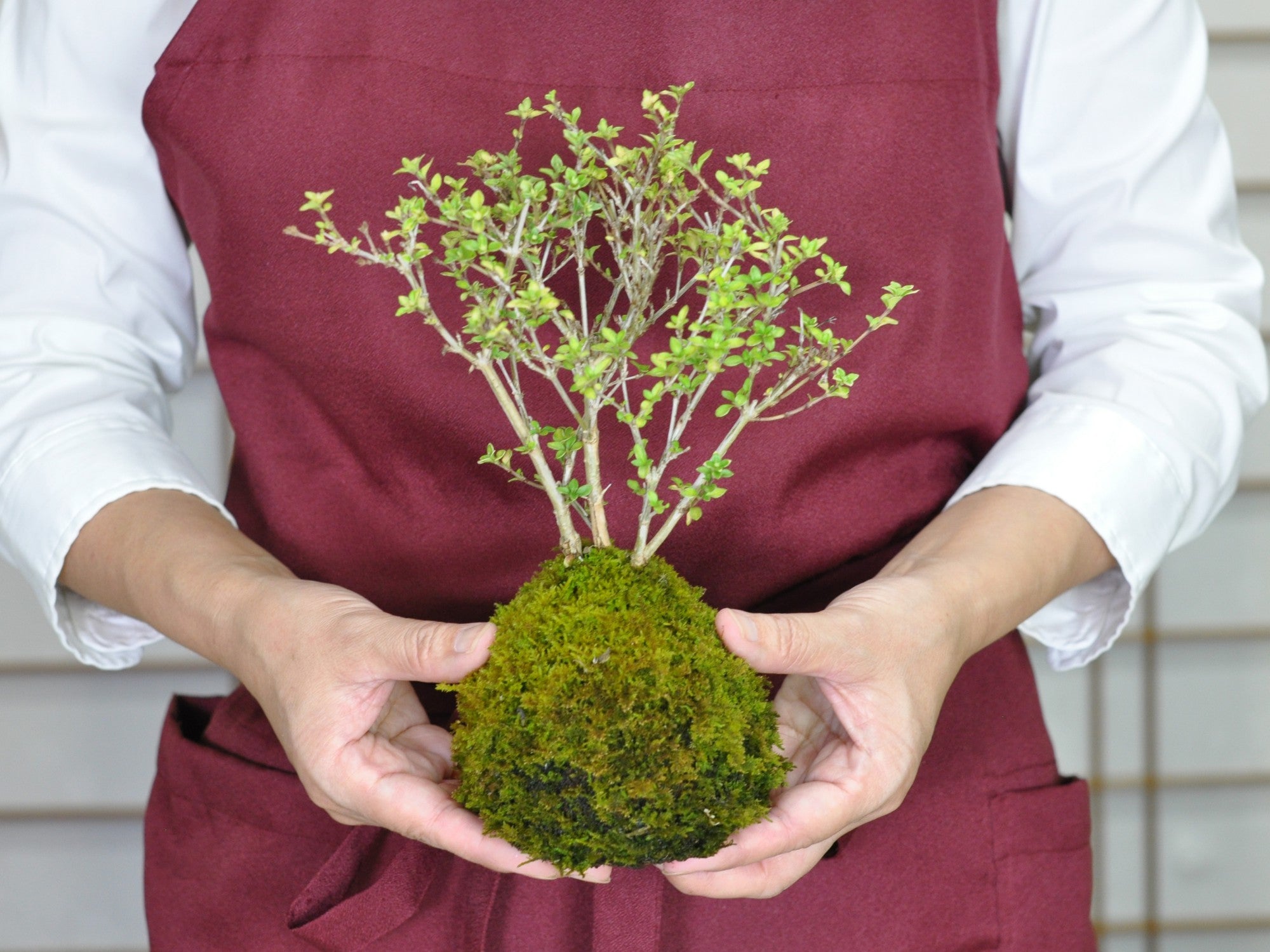 香丁木の苔玉の盆栽の販売｜盆栽妙 – 盆栽妙 本店