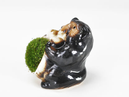 たぬきの苔盆栽