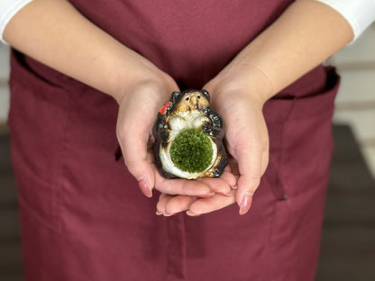 たぬきの苔盆栽