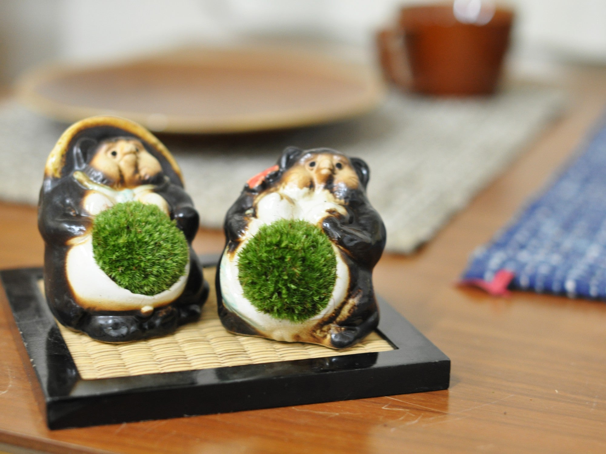 信楽焼福たぬきの苔盆栽 カップルの盆栽の販売｜盆栽妙 – 盆栽妙 本店