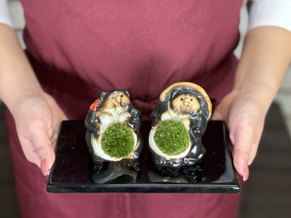 たぬきの苔盆栽