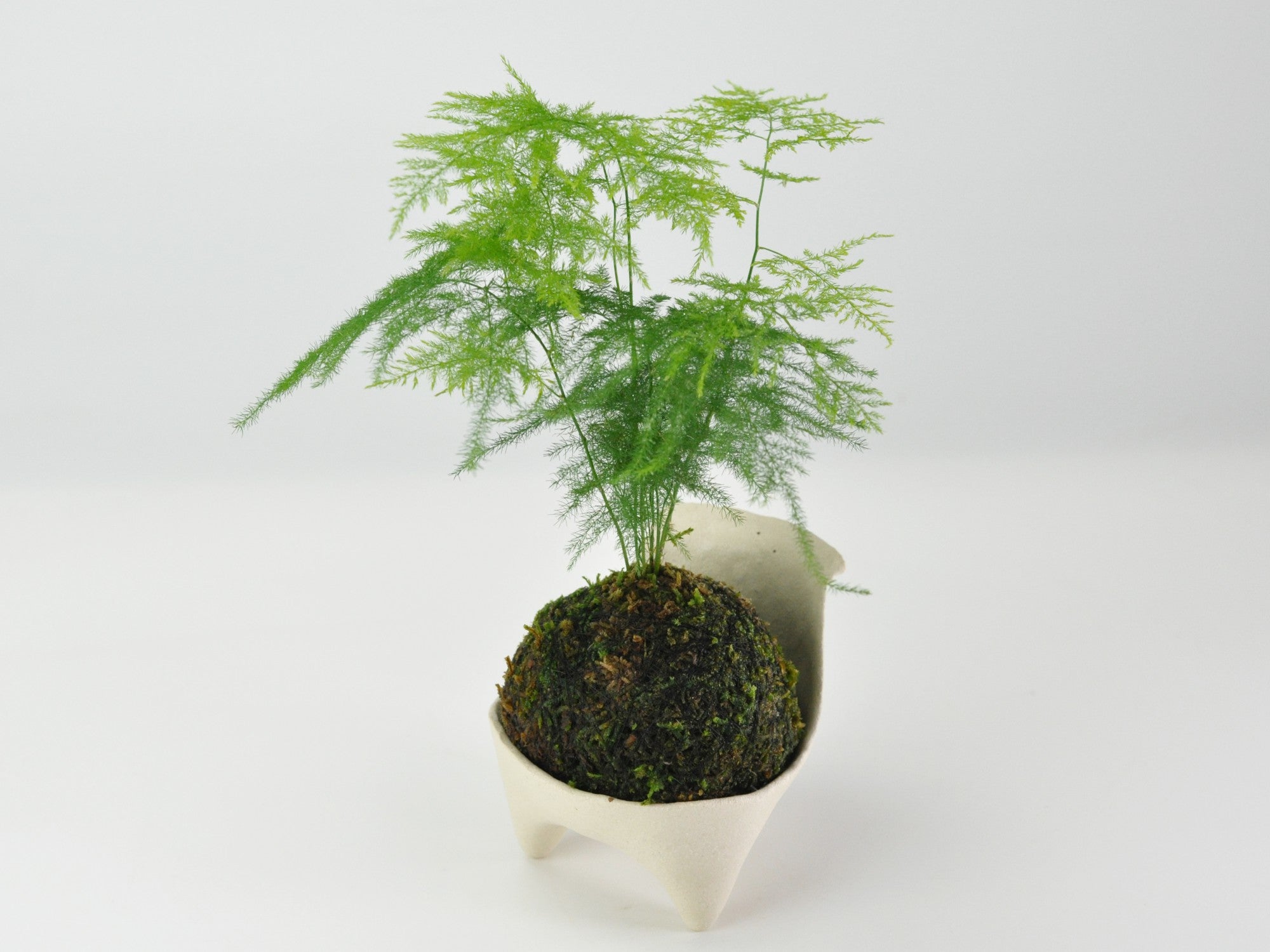 アスパラガス・ナナスの苔玉の盆栽の販売｜盆栽妙 – 盆栽妙 本店