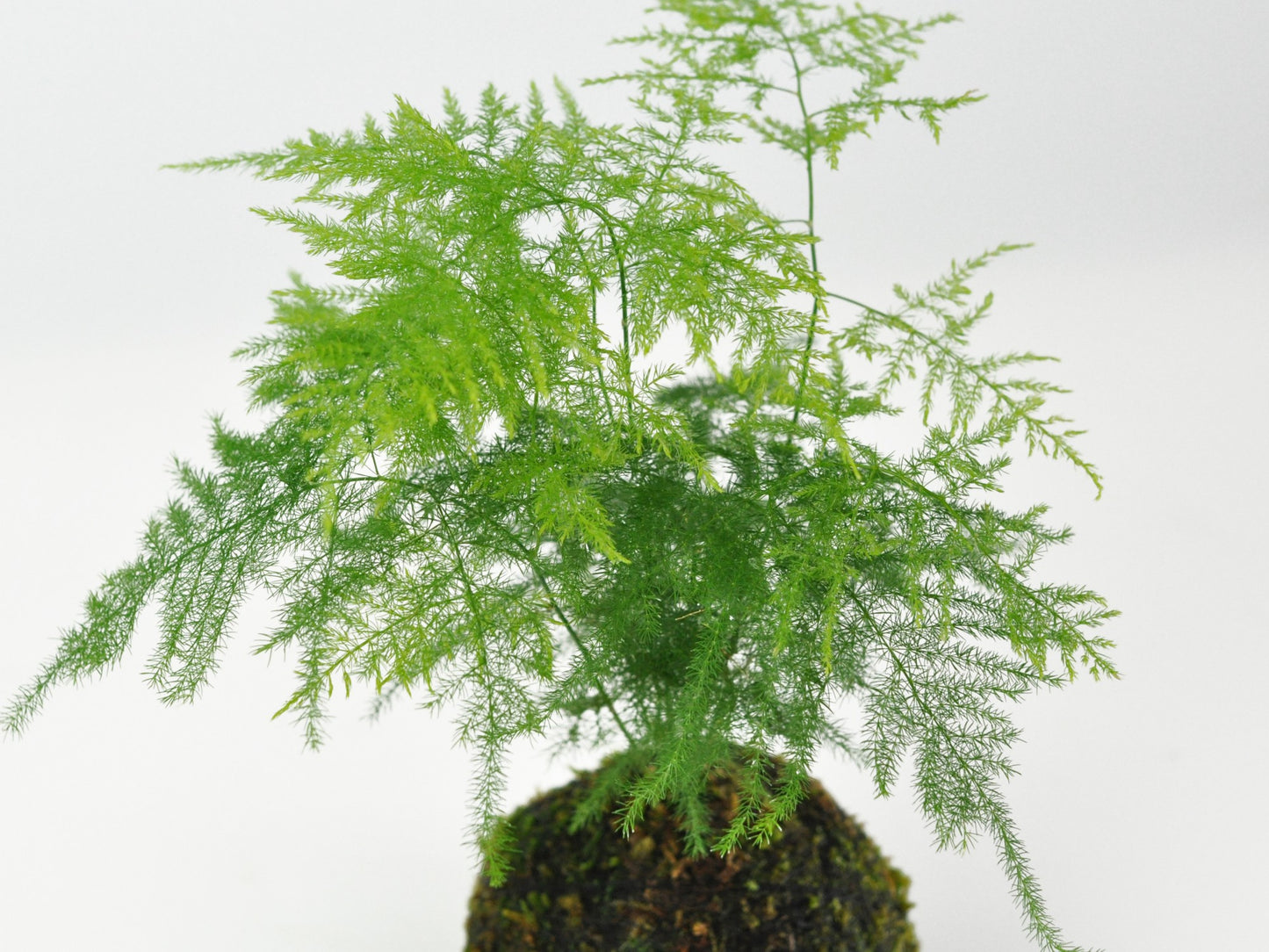 草盆栽