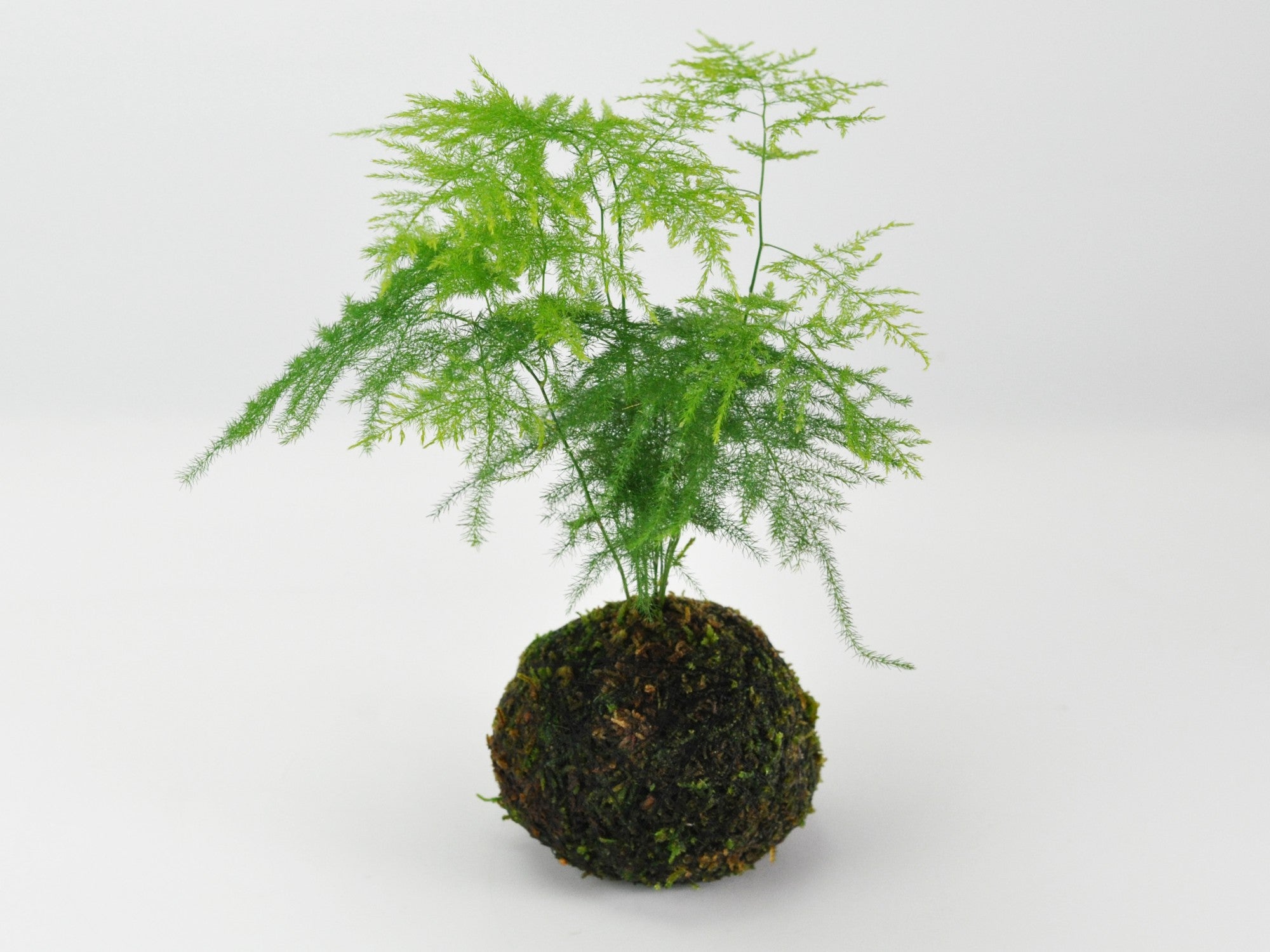 アスパラガス・ナナスの苔玉の盆栽の販売｜盆栽妙 – 盆栽妙 本店