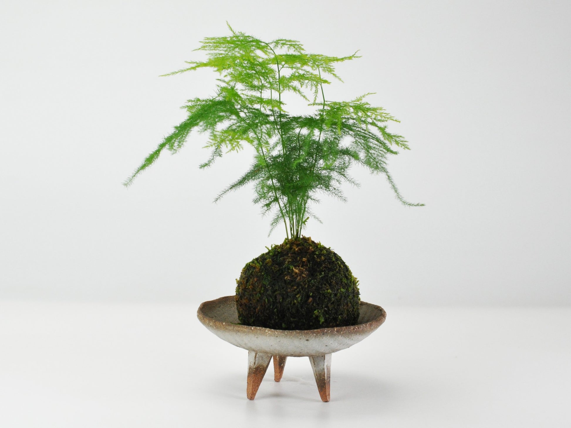 草盆栽