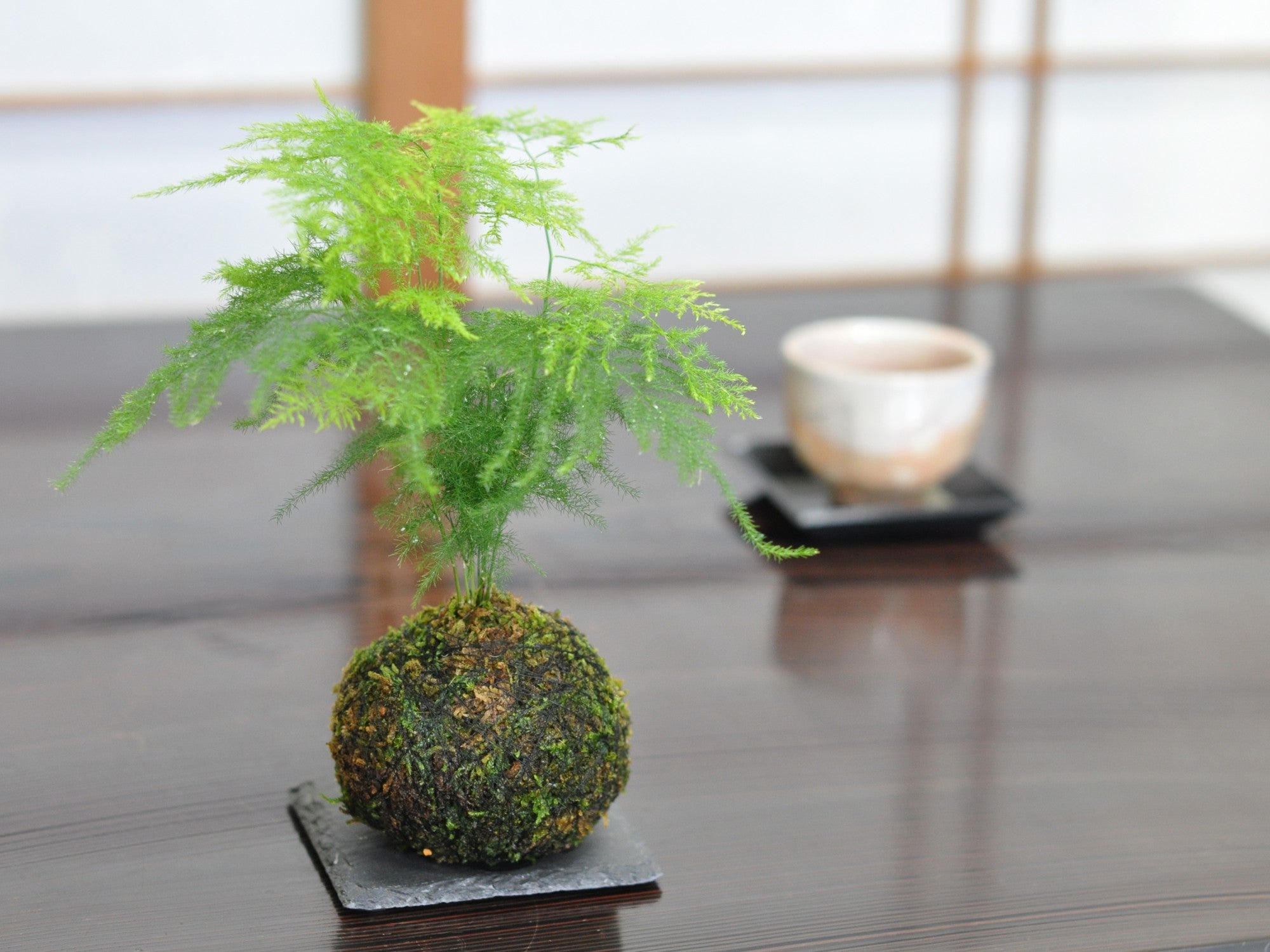 アスパラガス・ナナスの苔玉の盆栽の販売｜盆栽妙 – 盆栽妙 本店