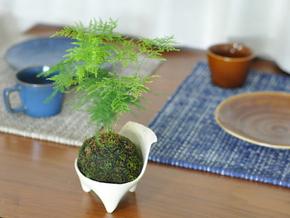 草盆栽