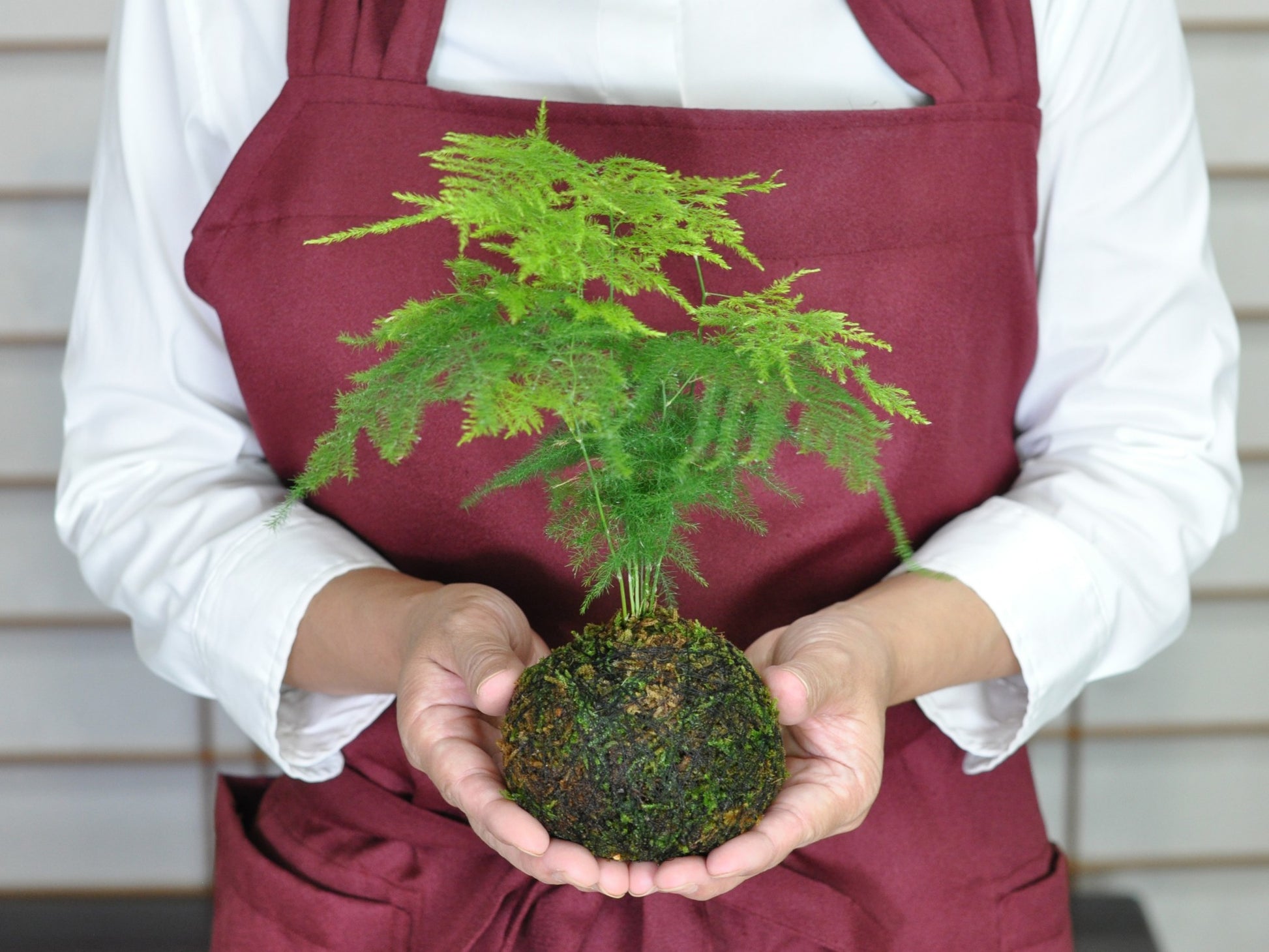 草盆栽