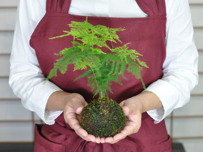 草盆栽