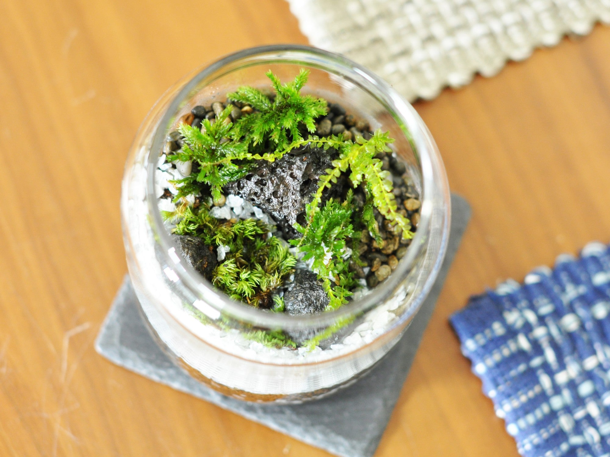 初めての苔テラリウムキット 15点セットの販売｜盆栽妙 – 盆栽妙 本店