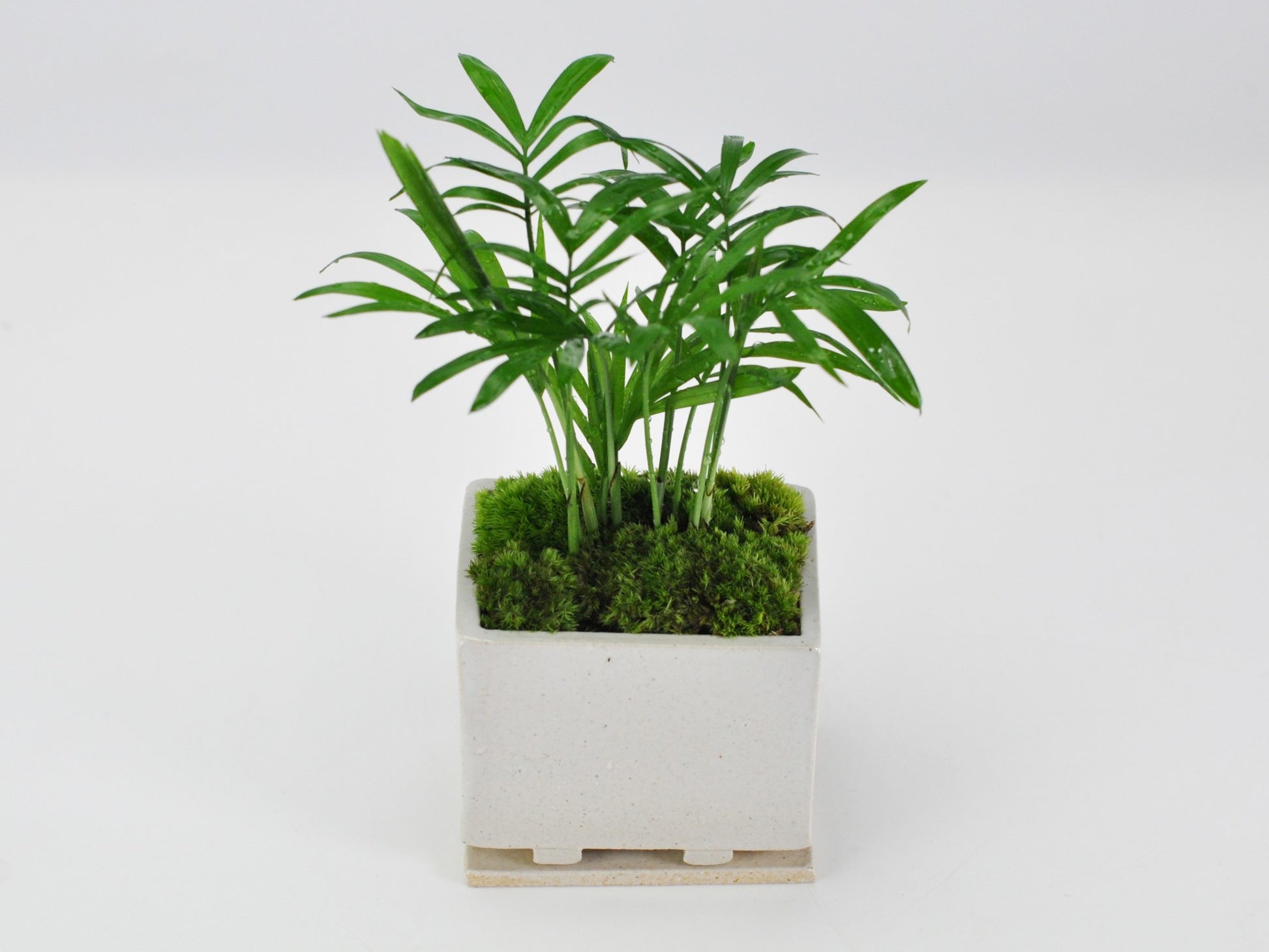草盆栽