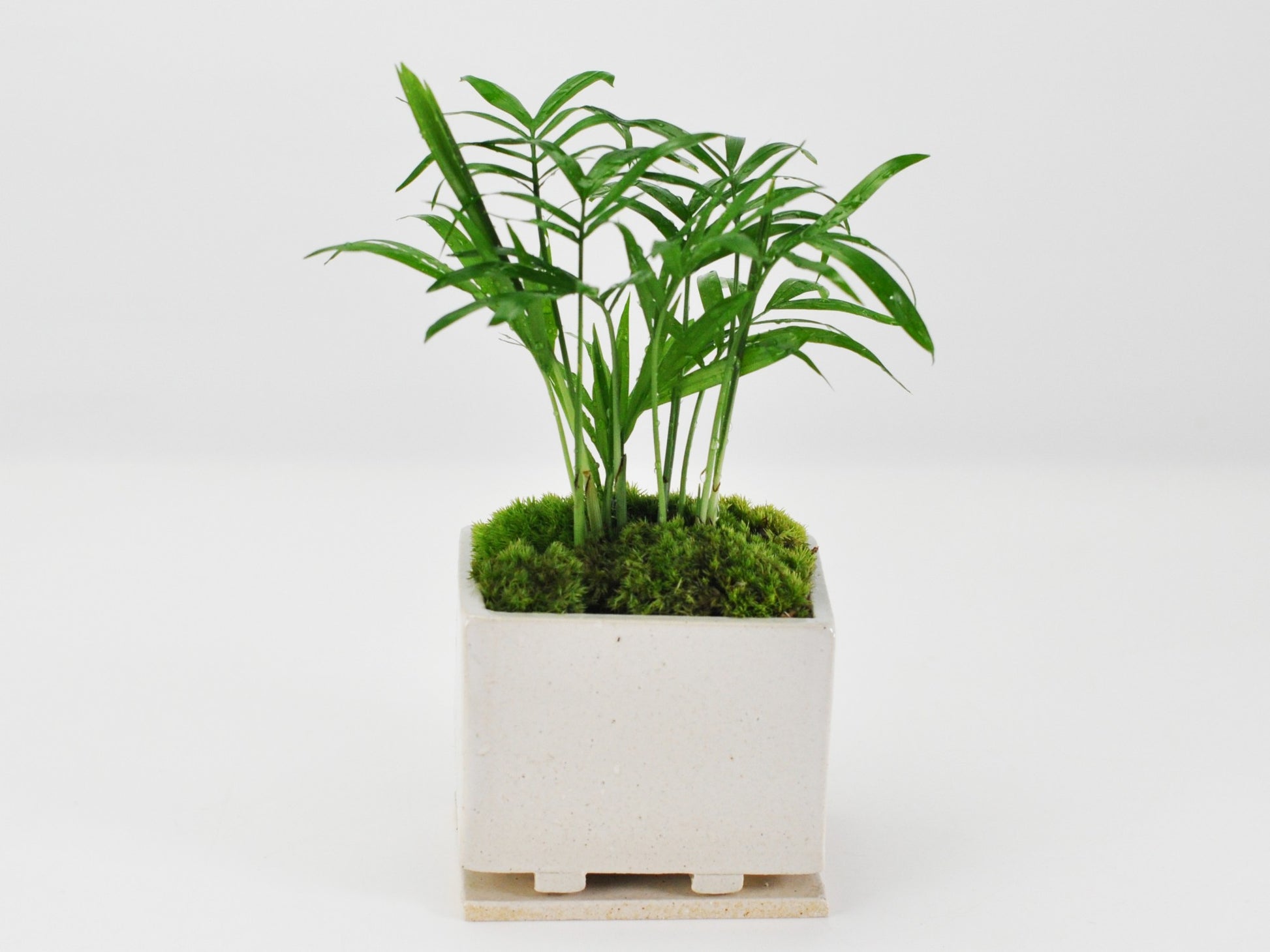 草盆栽