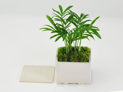 草盆栽