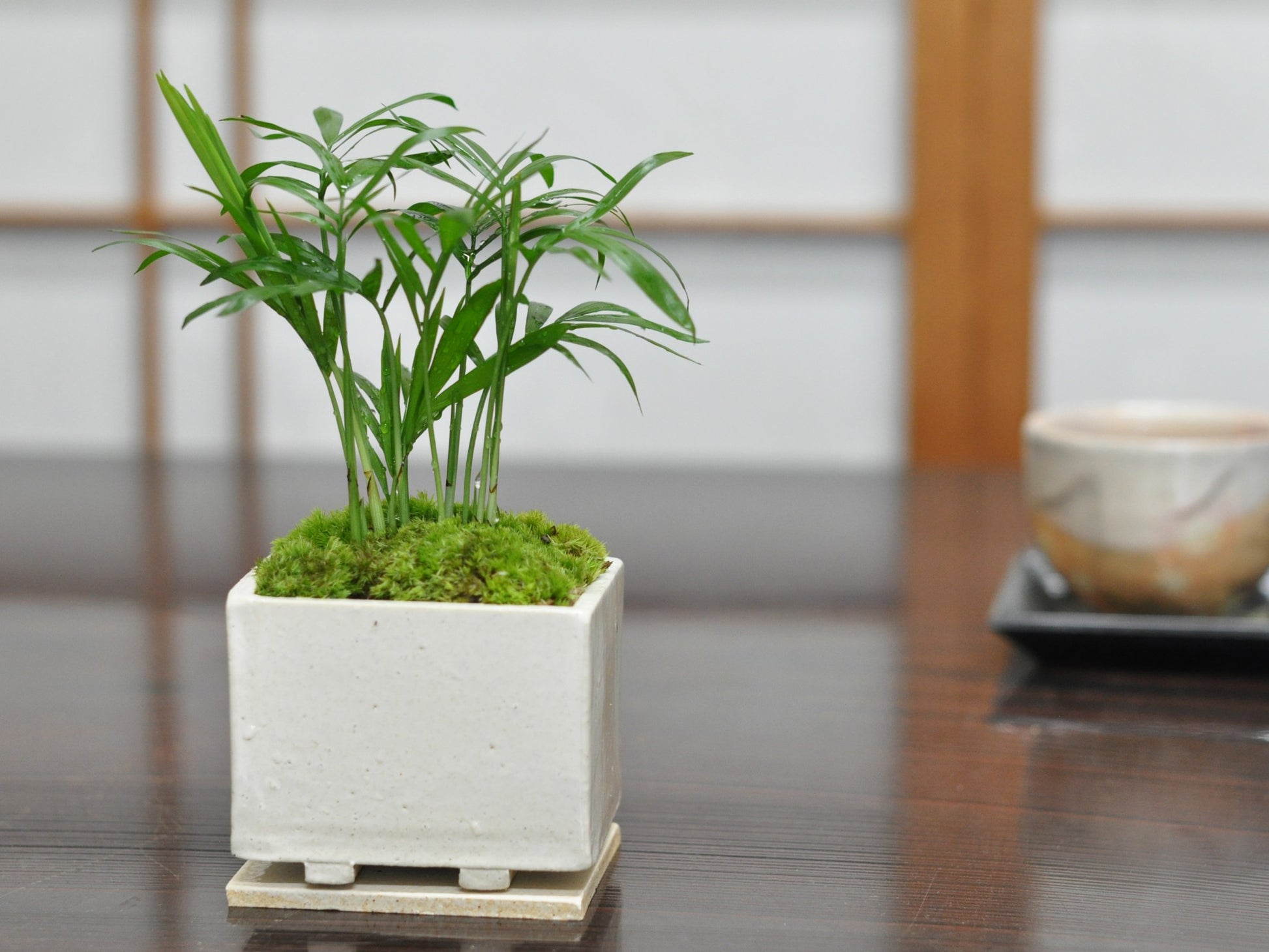 草盆栽