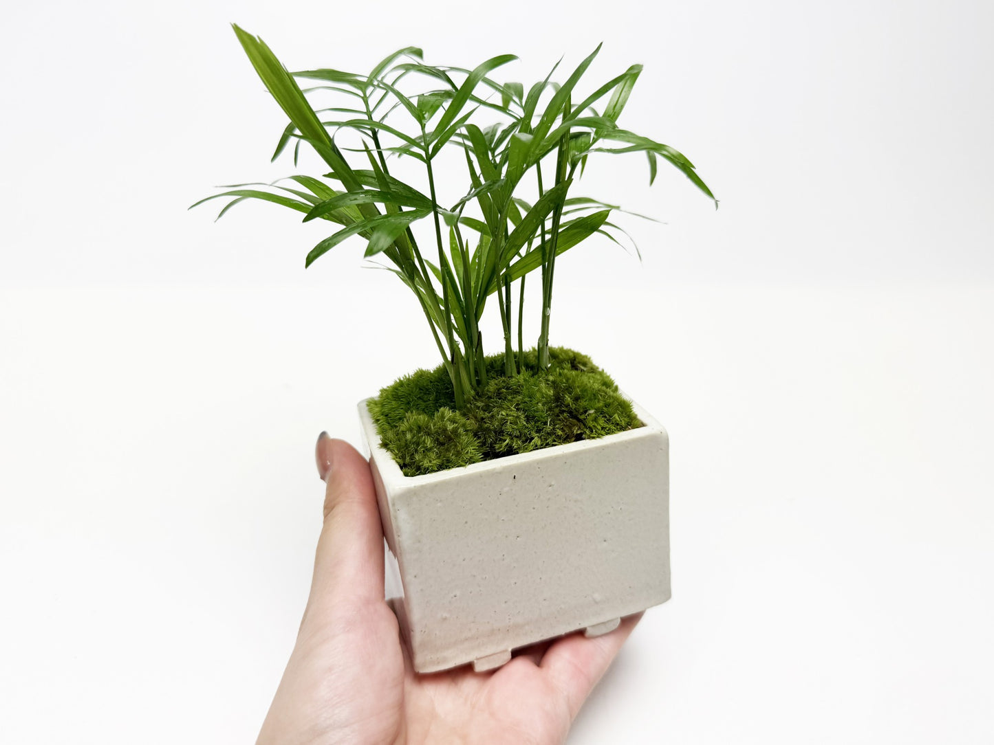 草盆栽