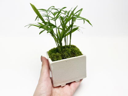 草盆栽