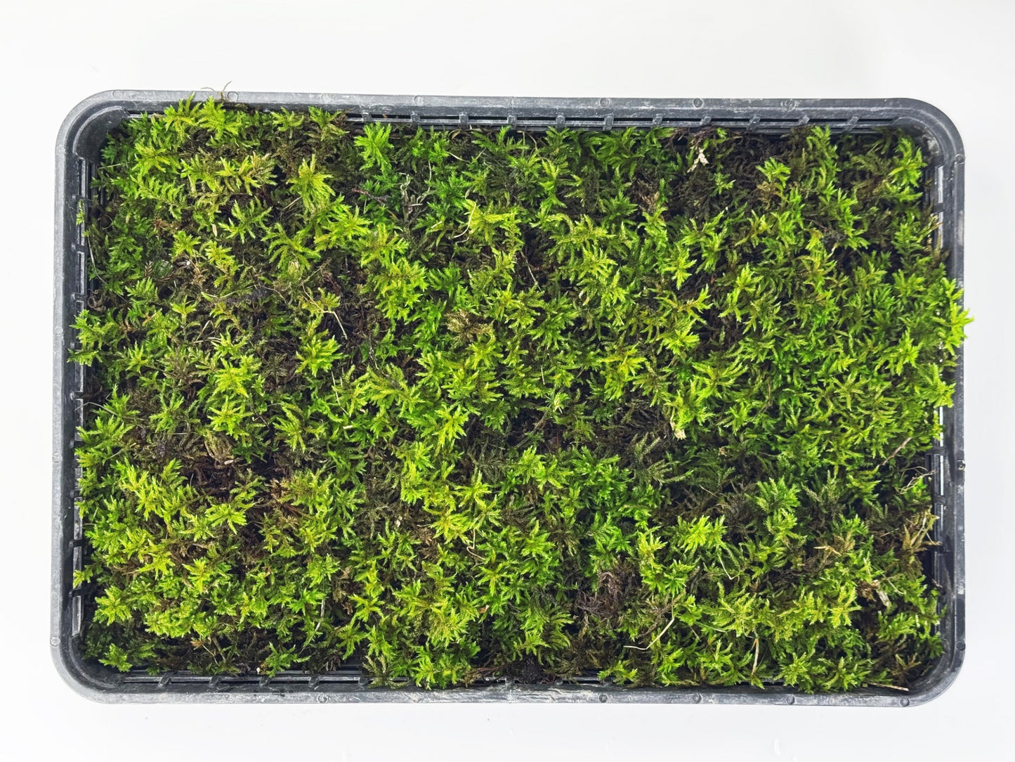高野万年草