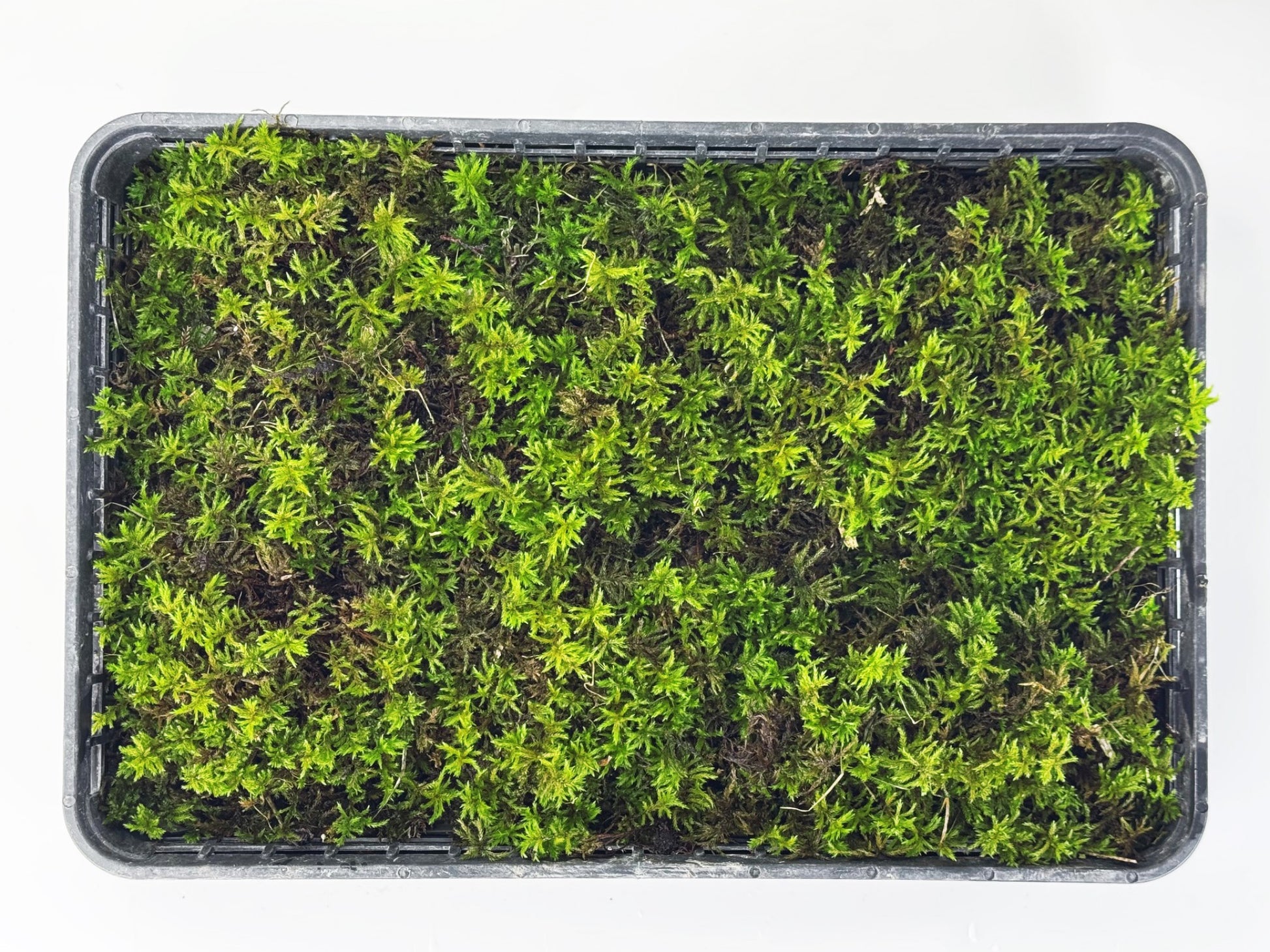 高野万年草