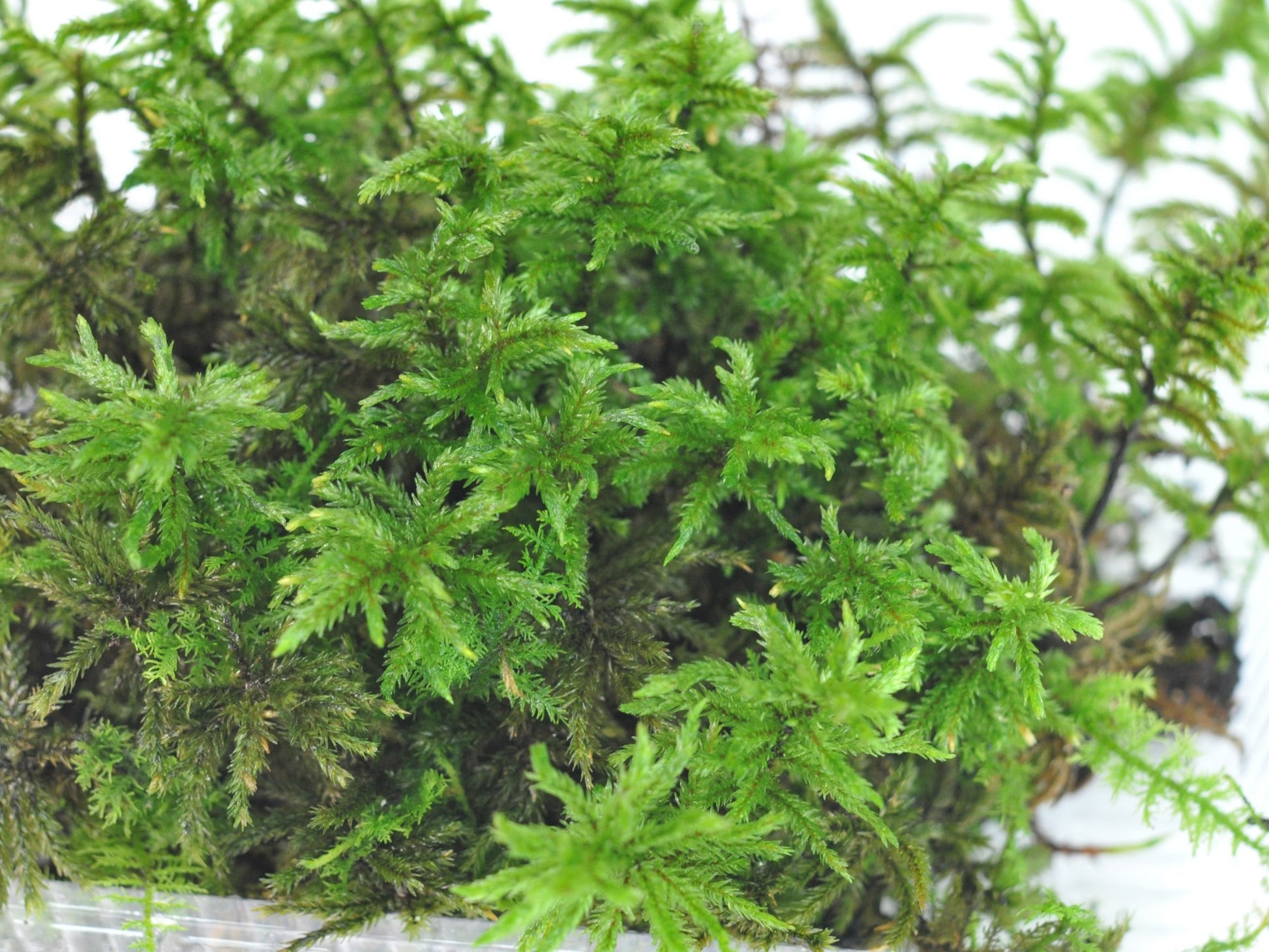 高野万年草