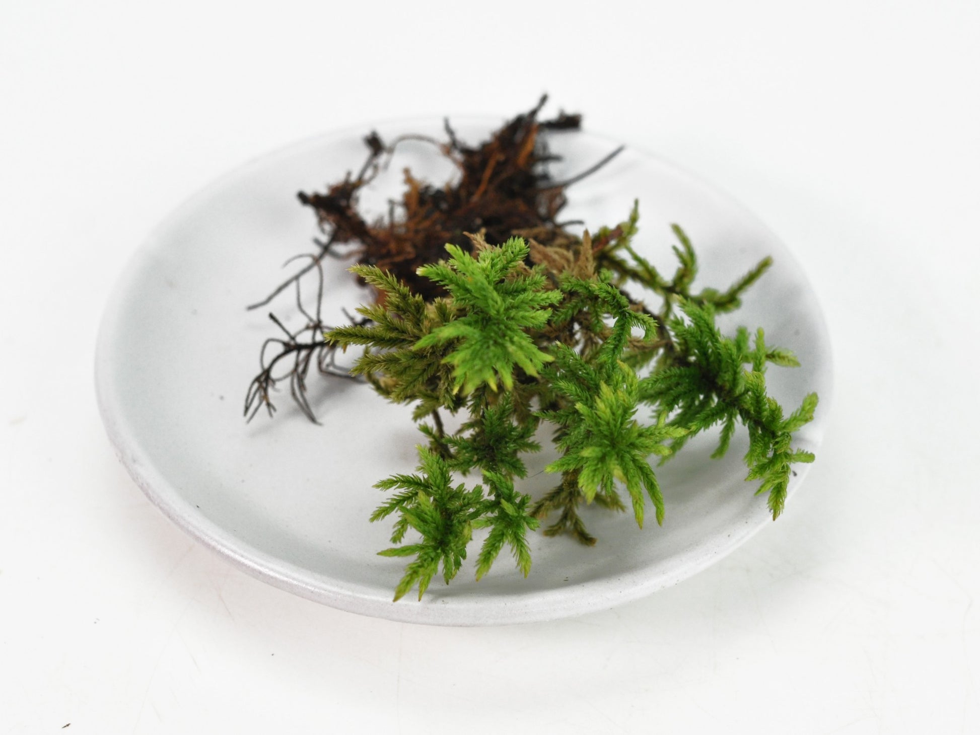 高野万年草