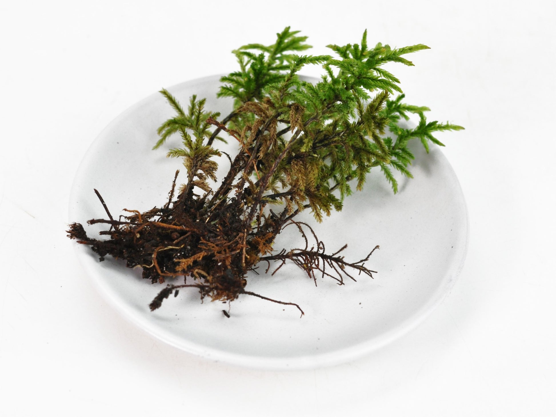 高野万年草
