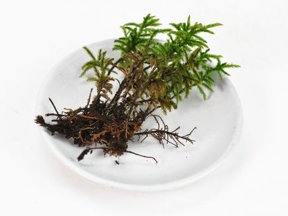 高野万年草