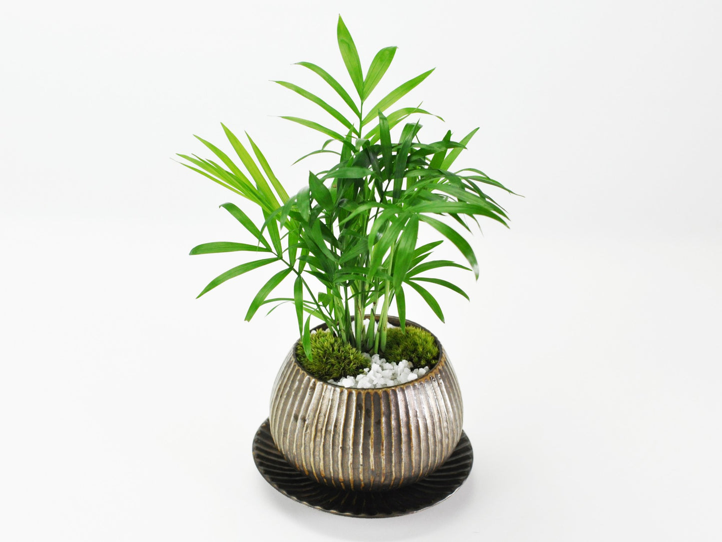 草盆栽