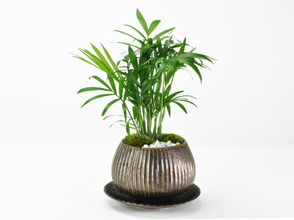草盆栽