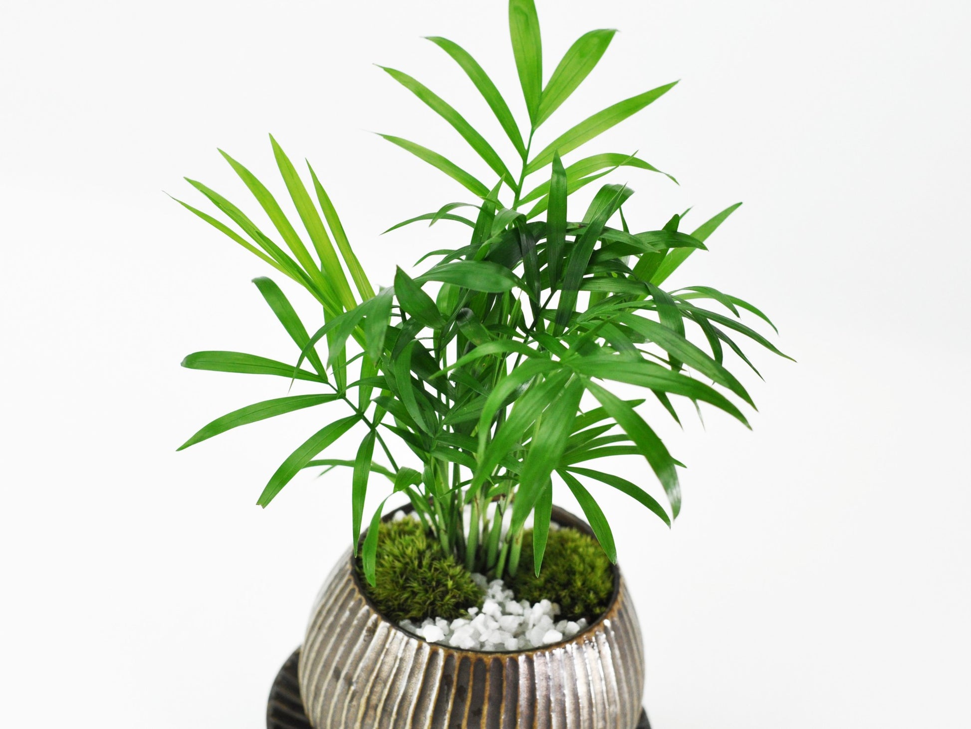 草盆栽