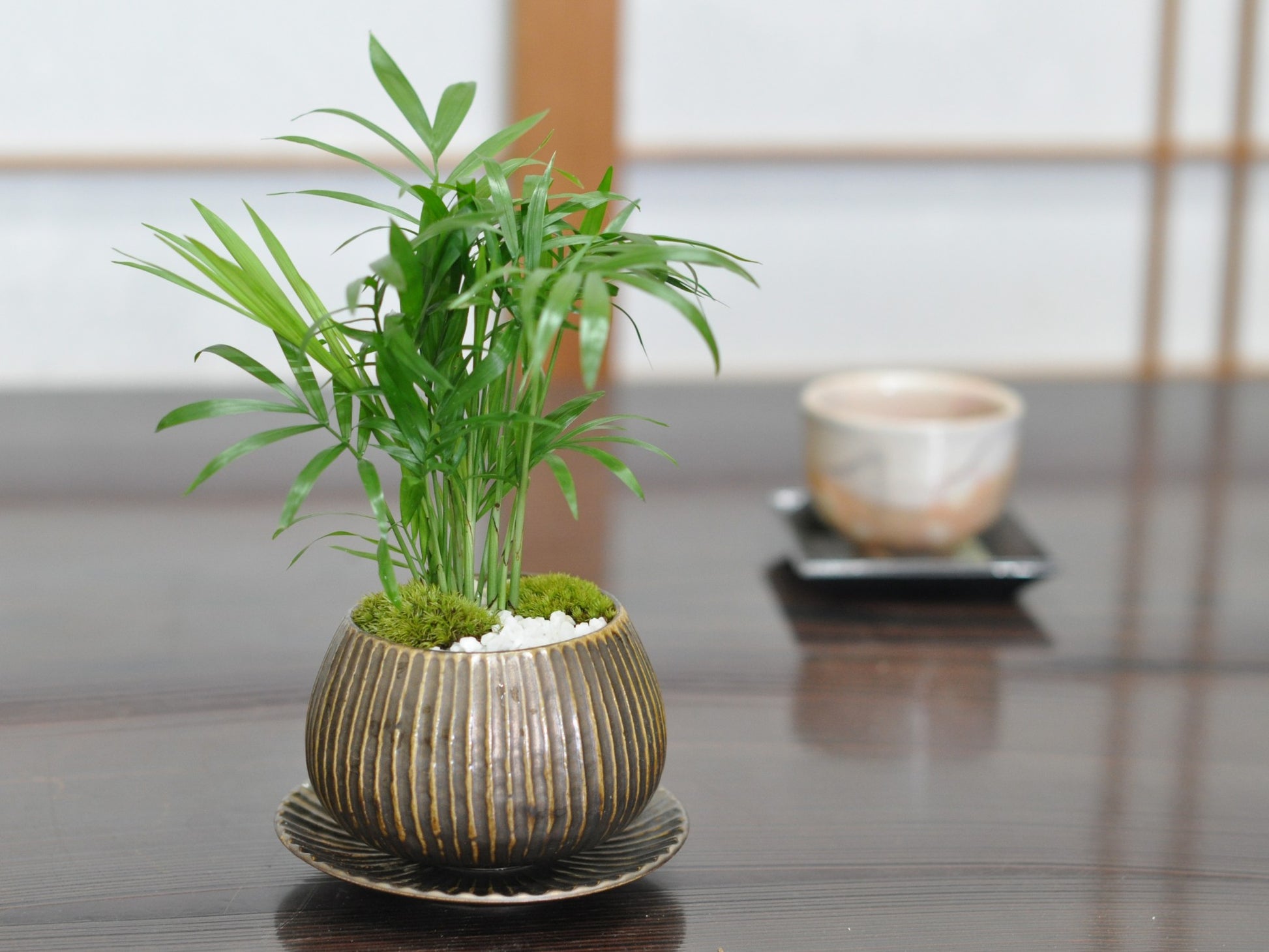 草盆栽