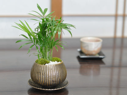草盆栽