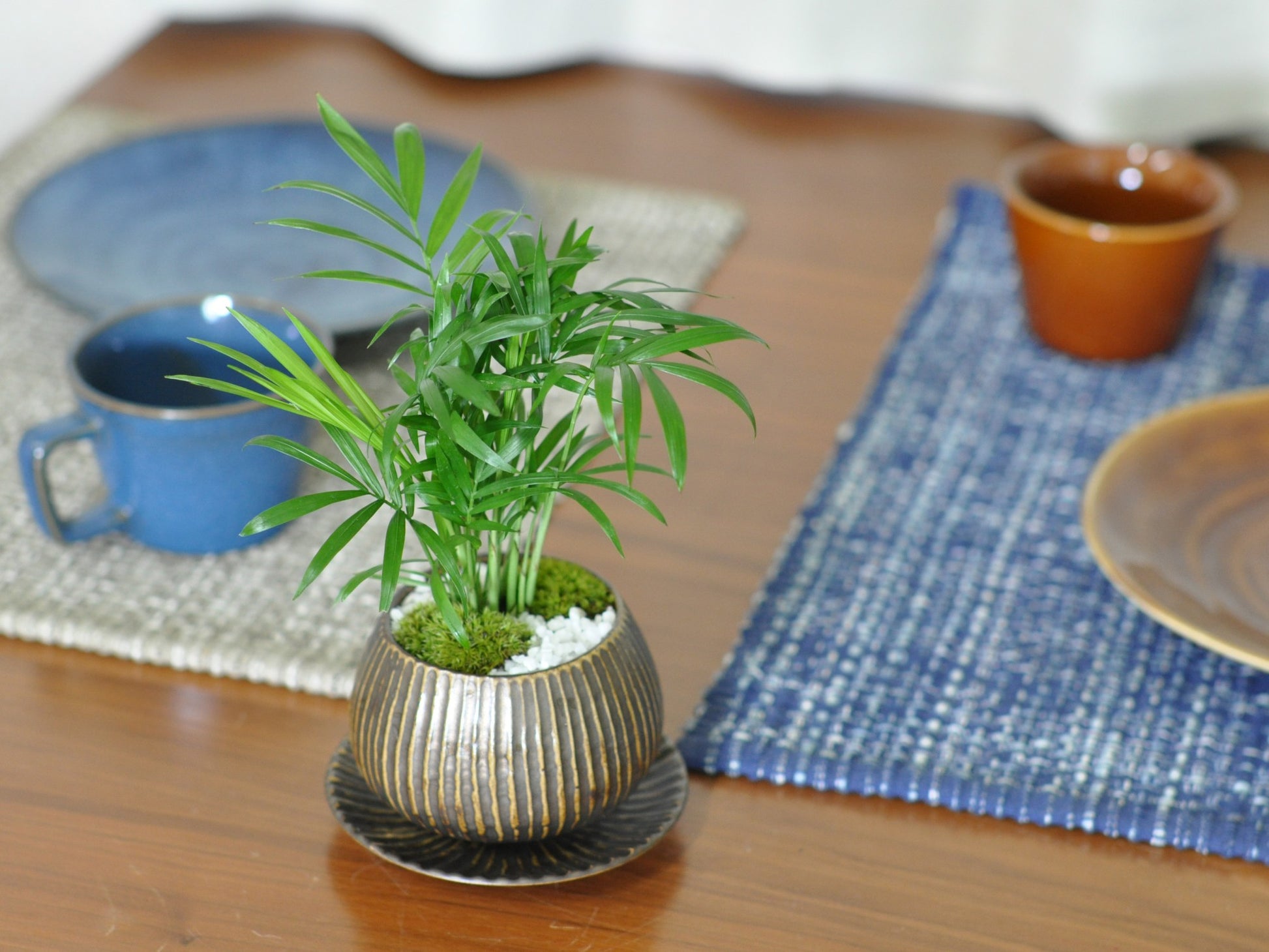 草盆栽