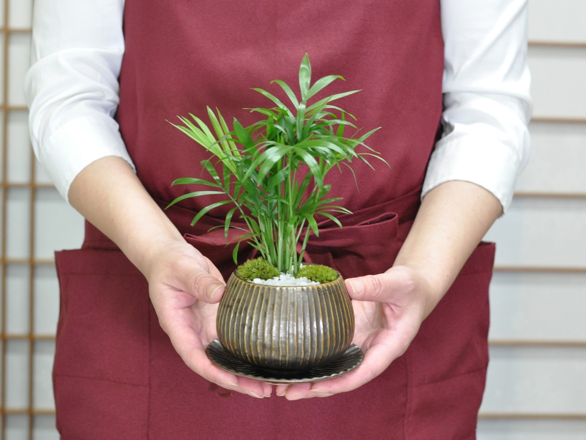 草盆栽