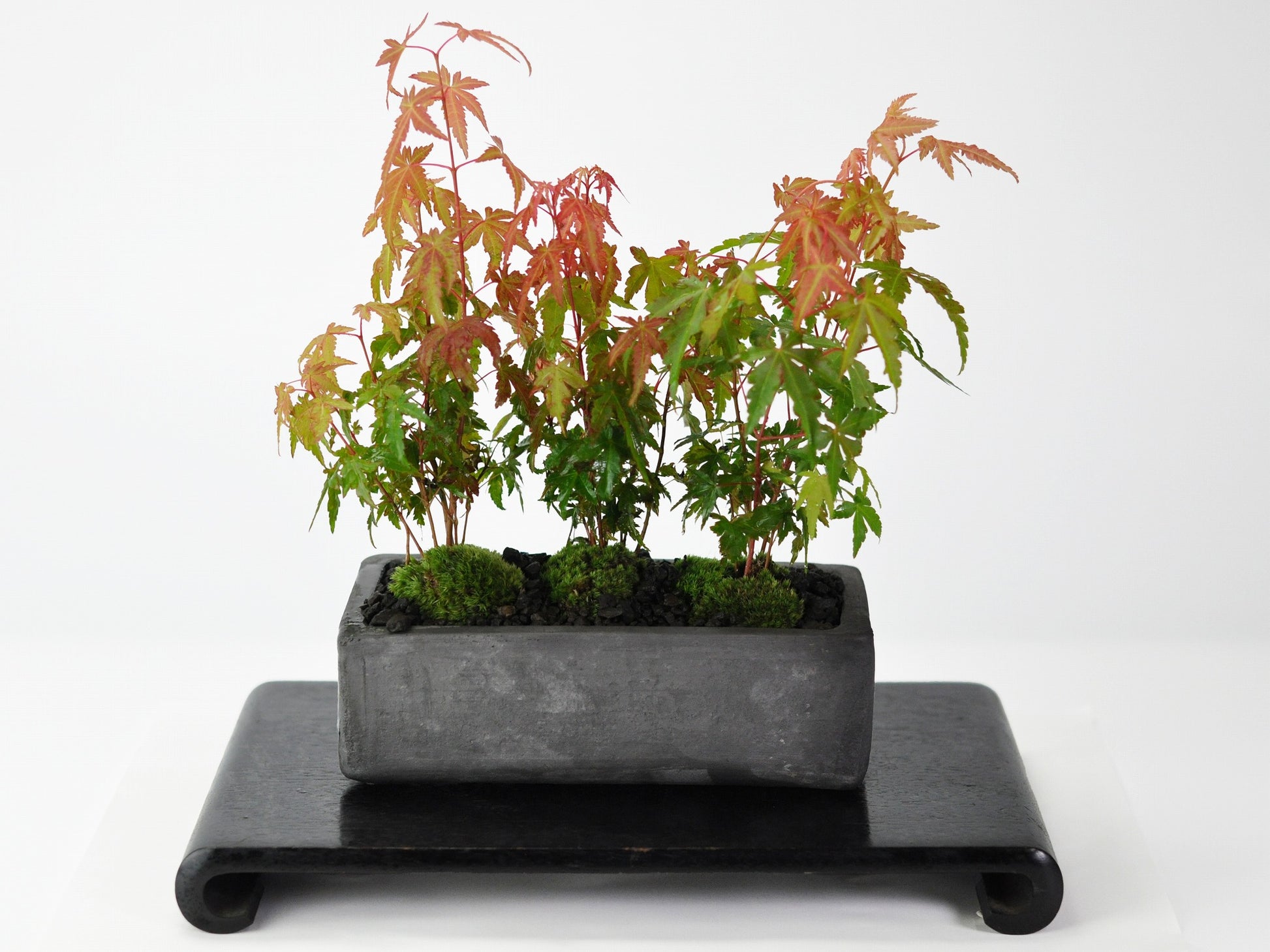  モミジ（紅葉）