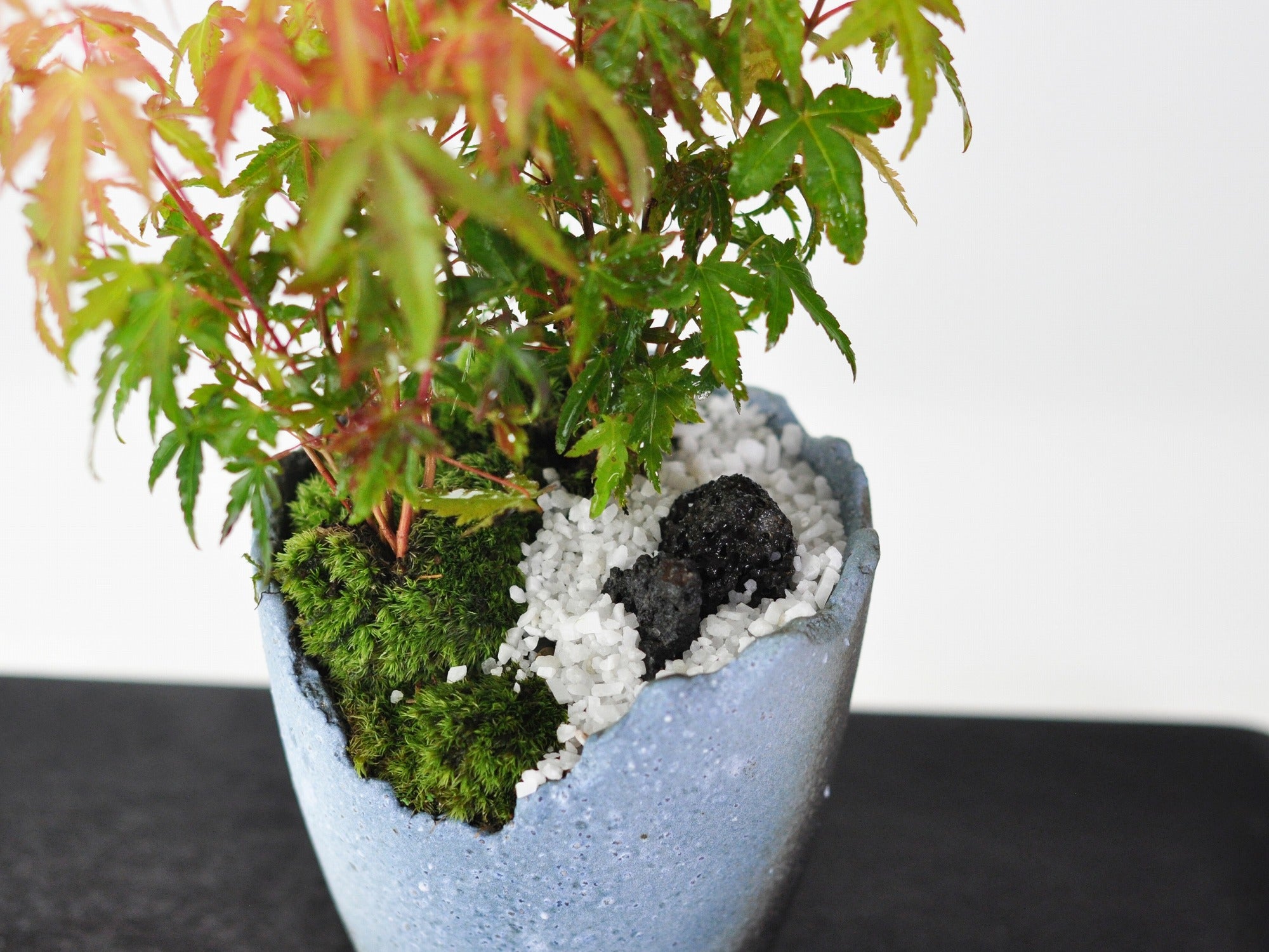 紅葉 もみじの坪庭 の盆栽の販売｜盆栽妙 – 盆栽妙 本店