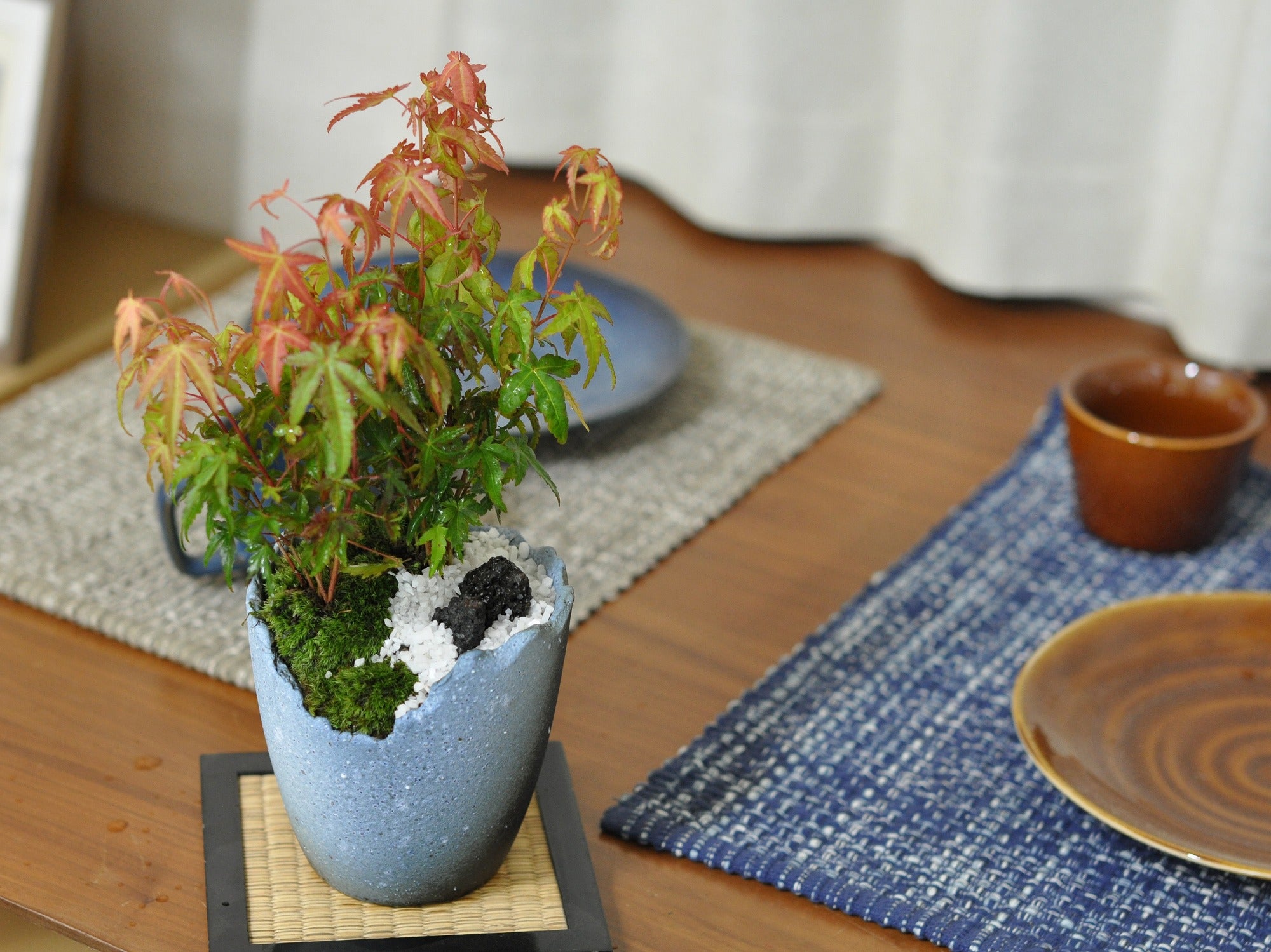 紅葉もみじ壺 紅葉 もみじの坪庭 の盆栽の販売｜盆栽妙 – 盆栽妙 本店