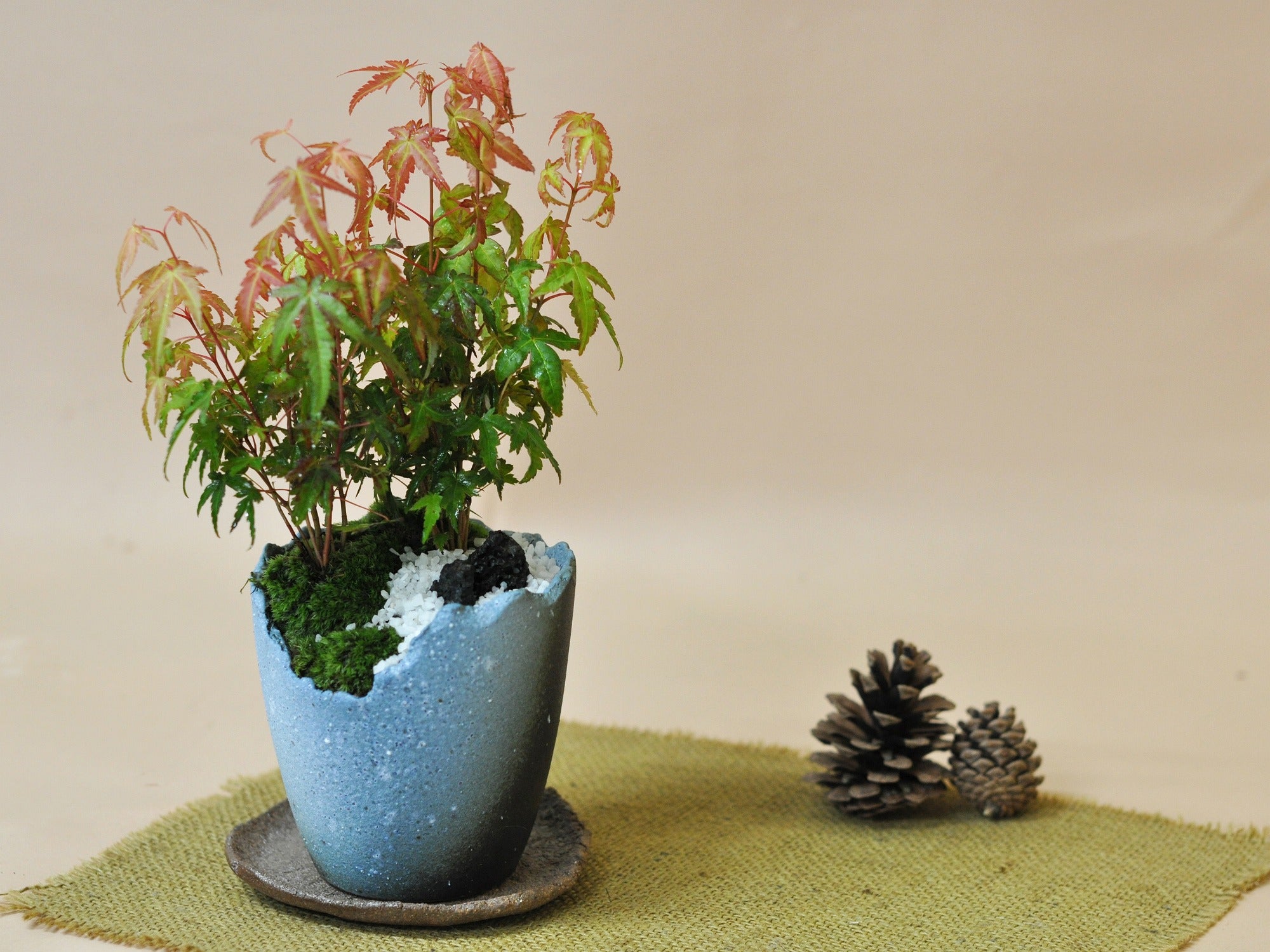 モミジ もみじ 紅葉 中品 盆栽 モミジ もみじ 紅葉 中品 盆栽 - メルカリ