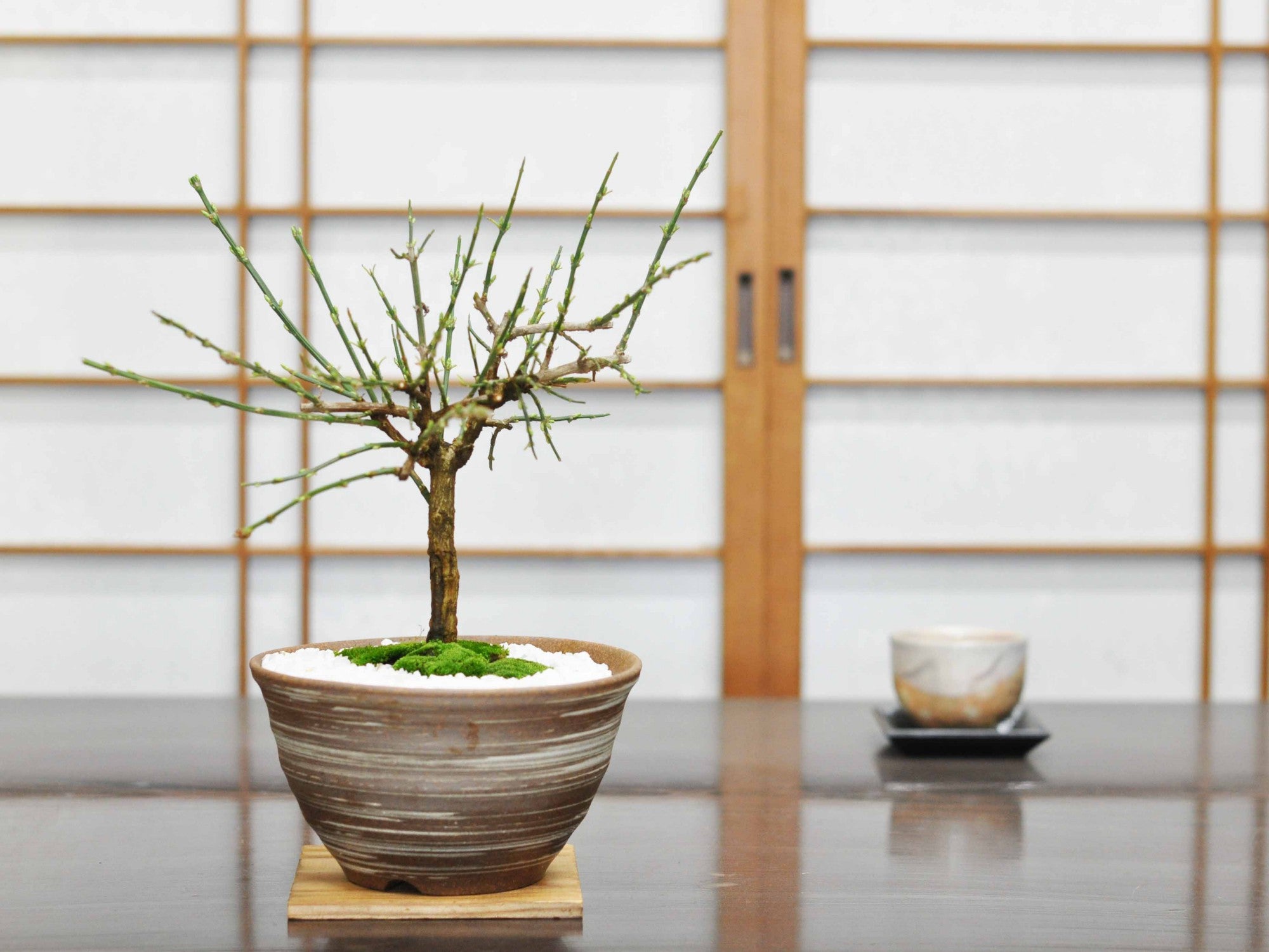 黄梅(おうばい) 刷毛目山草鉢の盆栽の販売｜盆栽妙 – 盆栽妙 本店