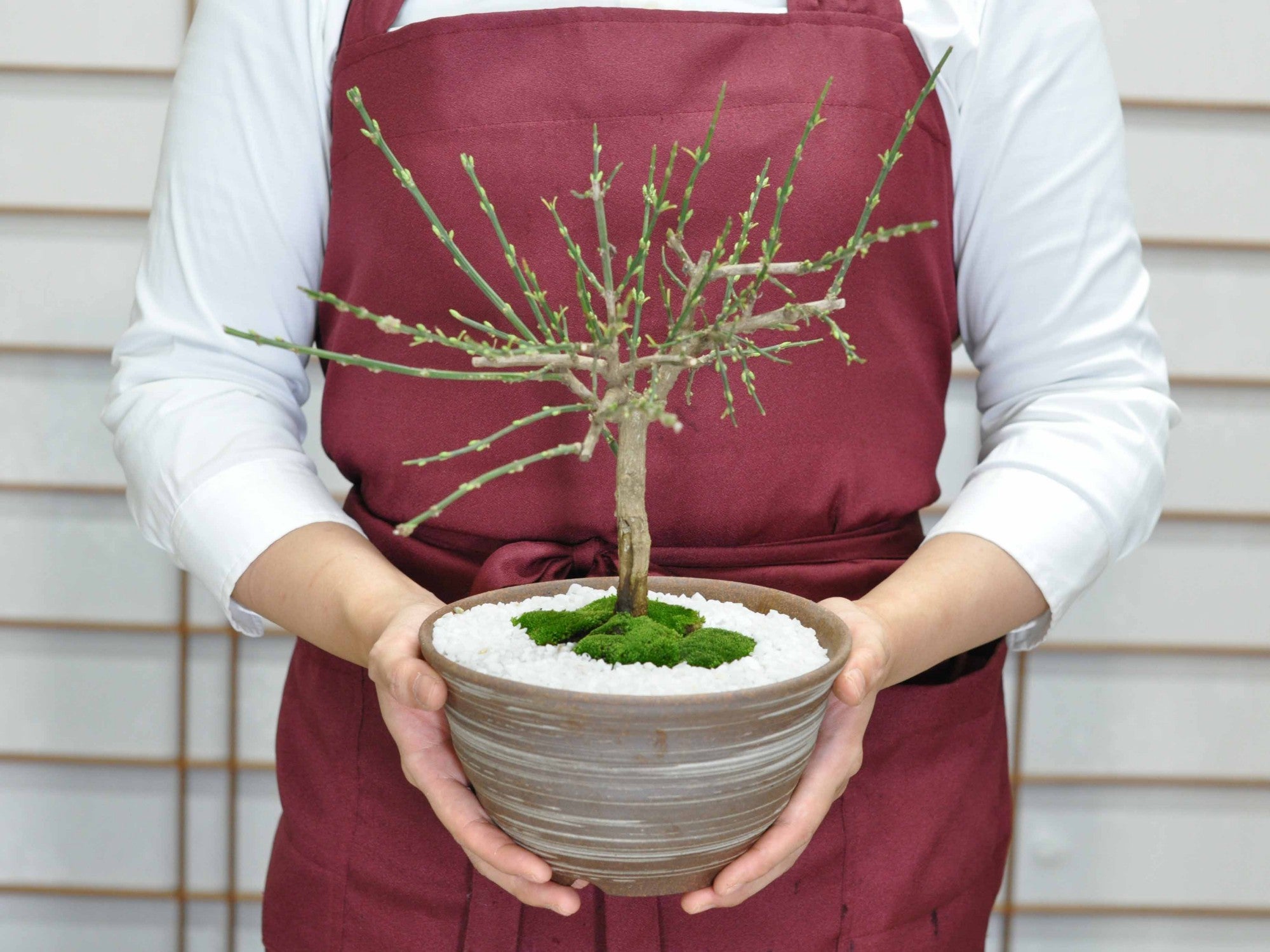 黄梅 盆栽 黄梅(おうばい) 刷毛目山草鉢の盆栽の販売｜盆栽妙 – 盆栽妙 本店