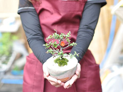 【母の日】立派な長寿梅の盆栽とはじめての道具セット 信楽祝い鉢受け皿付き
