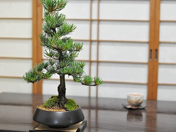 特選五葉松の盆栽を販売｜入門は盆栽妙 – 盆栽妙 本店