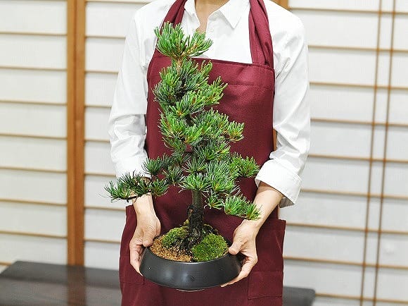 【父の日】特選五葉松の盆栽 受け皿付き