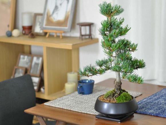 特選五葉松の盆栽を販売｜入門は盆栽妙 – 盆栽妙 本店
